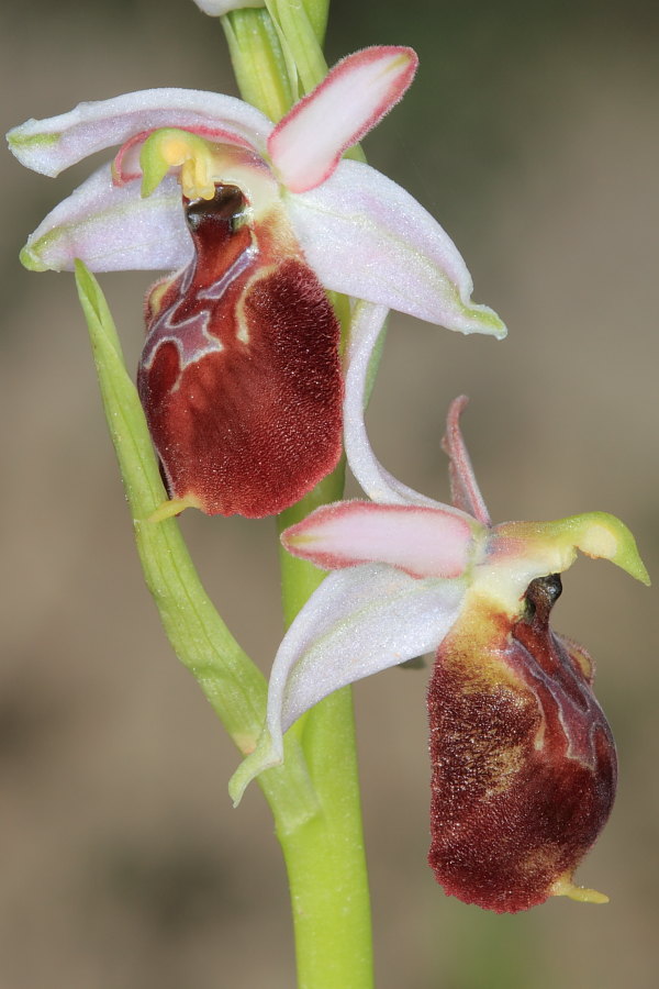 Ophrys holosericea?